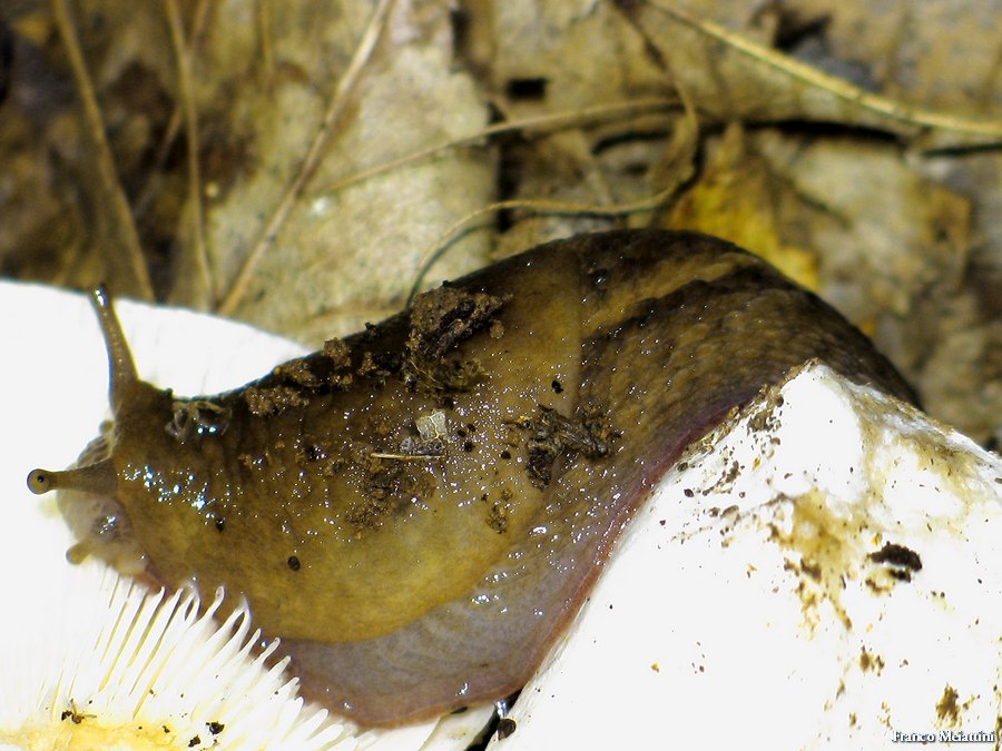 Un Limax dell''corsicus-gruppo della provincia di Siena